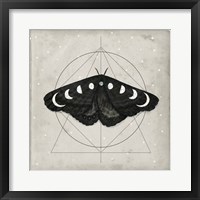 Framed Midnight Moth I