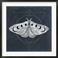 Framed Midnight Moth II