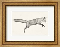 Framed Flying Fox I