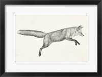 Framed Flying Fox I