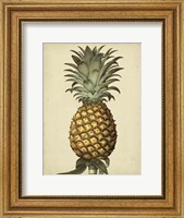 Framed Brookshaw Antique Pineapple I