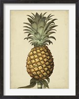 Framed Brookshaw Antique Pineapple I