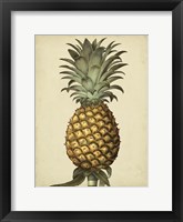 Brookshaw Antique Pineapple I Framed Print
