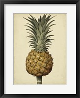 Framed Brookshaw Antique Pineapple II