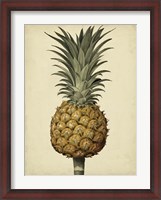 Framed Brookshaw Antique Pineapple II