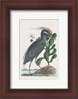 Framed Catesby Heron I