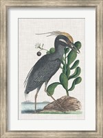 Framed Catesby Heron I