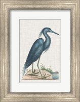 Framed Catesby Heron II