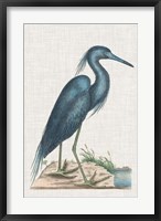 Framed Catesby Heron II