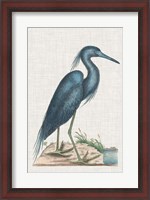 Framed Catesby Heron II
