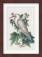 Framed Catesby Heron III