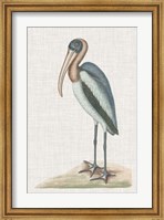 Framed Catesby Heron IV