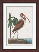 Framed Catesby Heron V