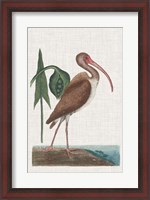 Framed Catesby Heron V