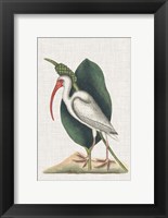 Framed Catesby Heron VI