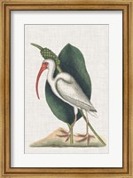 Framed Catesby Heron VI