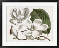 Curtis Magnolia I Framed Print