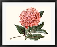 Peony Blush II Framed Print