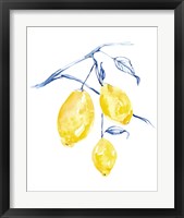 Framed 'Watercolor Lemons I' border=