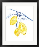 Framed 'Watercolor Lemons II' border=