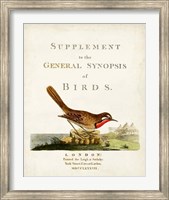 Framed General Synopsis of Birds