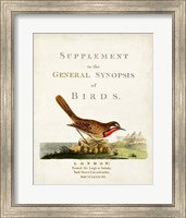 Framed General Synopsis of Birds