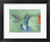 Framed Fresco Hummingbird I