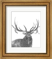 Framed Wildlife Snapshot: Elk