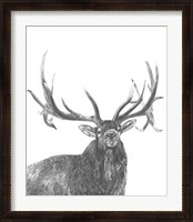 Framed Wildlife Snapshot: Elk