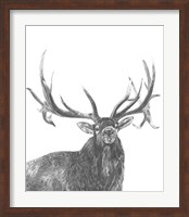 Framed Wildlife Snapshot: Elk