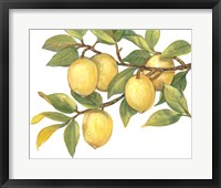 Ripe for Picking I Framed Print