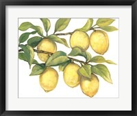 Ripe for Picking II Framed Print