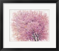 Framed Pink Cherry Blossom Tree II