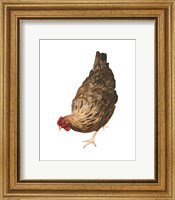 Framed Autumn Chicken II
