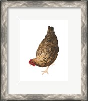 Framed 'Autumn Chicken II' border=