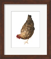 Framed 'Autumn Chicken II' border=