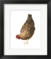 Framed Autumn Chicken II