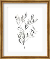 Framed Paynes Grey Botanicals IV