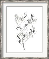 Framed Paynes Grey Botanicals IV