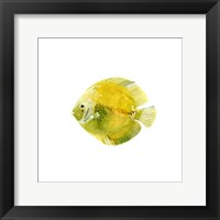 Framed Discus Fish I