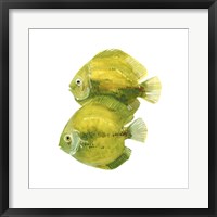 Framed Discus Fish II