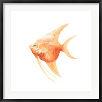Framed Discus Fish III