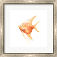 Framed Discus Fish III
