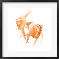 Framed Discus Fish IV
