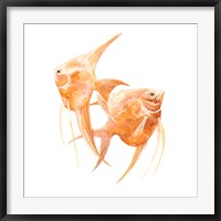 Framed Discus Fish IV