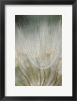 Macro Dandilion III Framed Print