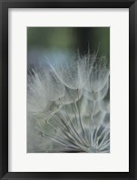 Framed Macro Dandilion VIII