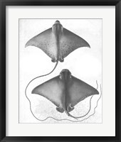 Framed Grey-Scale Stingrays I