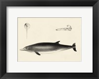 Framed Antique Dolphin Study I