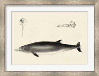Framed Antique Dolphin Study I
